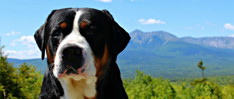 Grand bouvier suisse